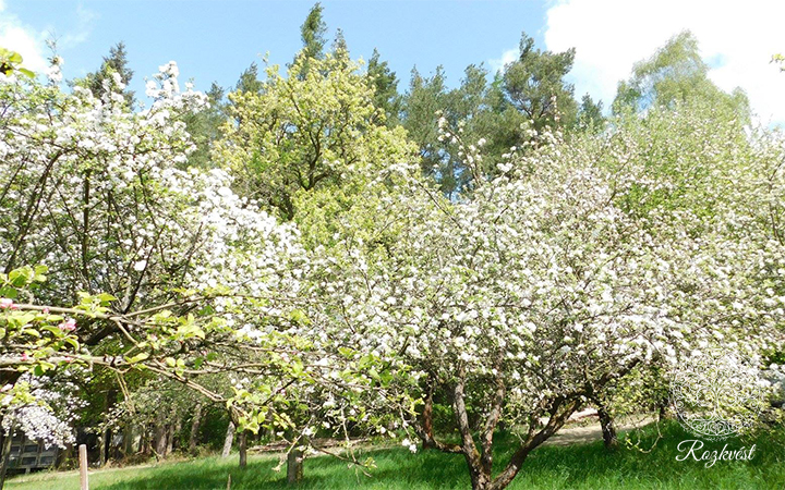 zahrada-rozkvest-jablone
